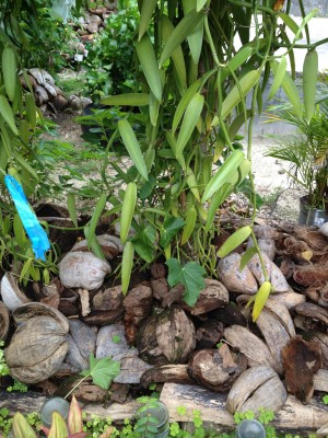 Vanilla Plant