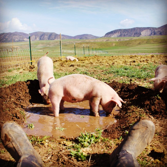 All About Grass Fed – Part 2