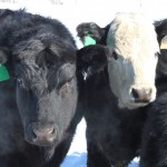 5280 Cattle