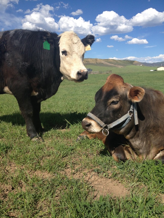 Important Information about Grass-Finished Meats