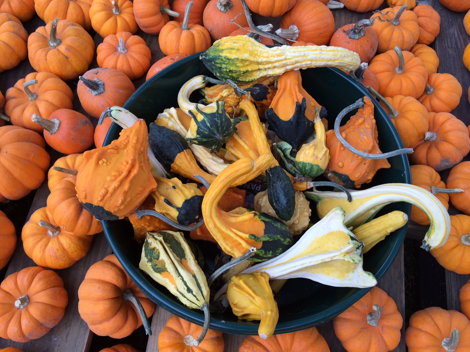 Halloween - Pumpkins & Gourds
