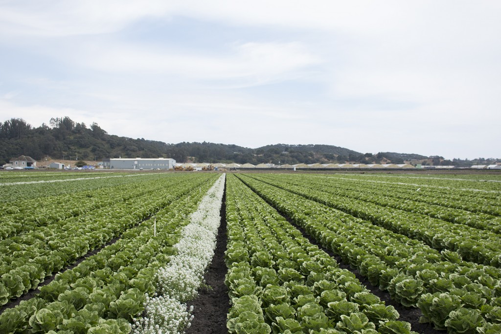 Lettuce field