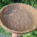 Coconut tarts or pie crusts3